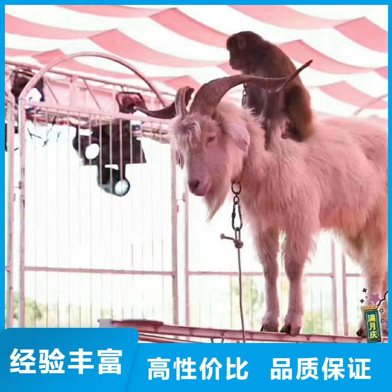马戏团/羊驼美人鱼表演技术好