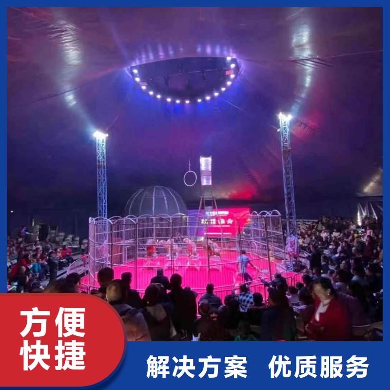 马戏团/羊驼_动物展览秀精英团队