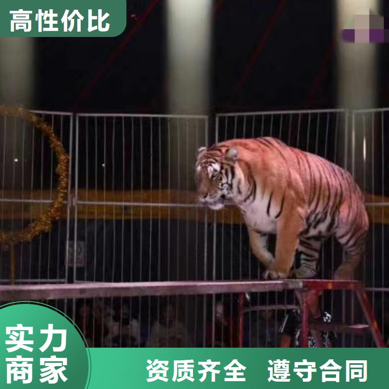 【马戏团/羊驼马戏团表演出租租赁诚信经营】