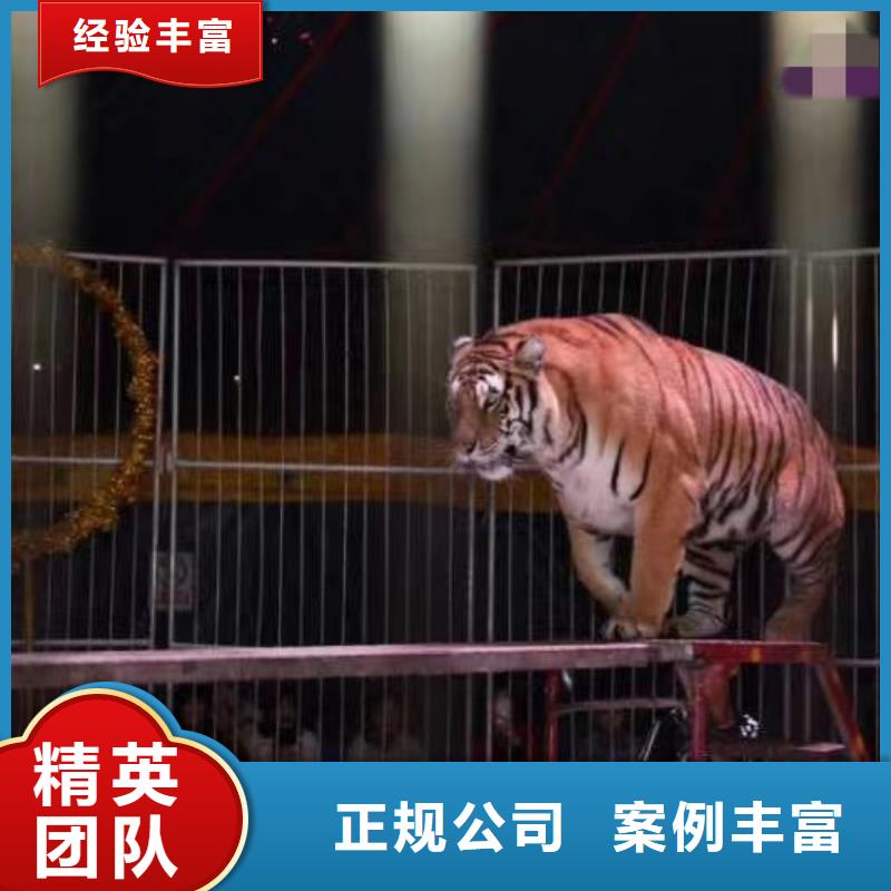 马戏团/羊驼【企鹅表演出租】拒绝虚高价