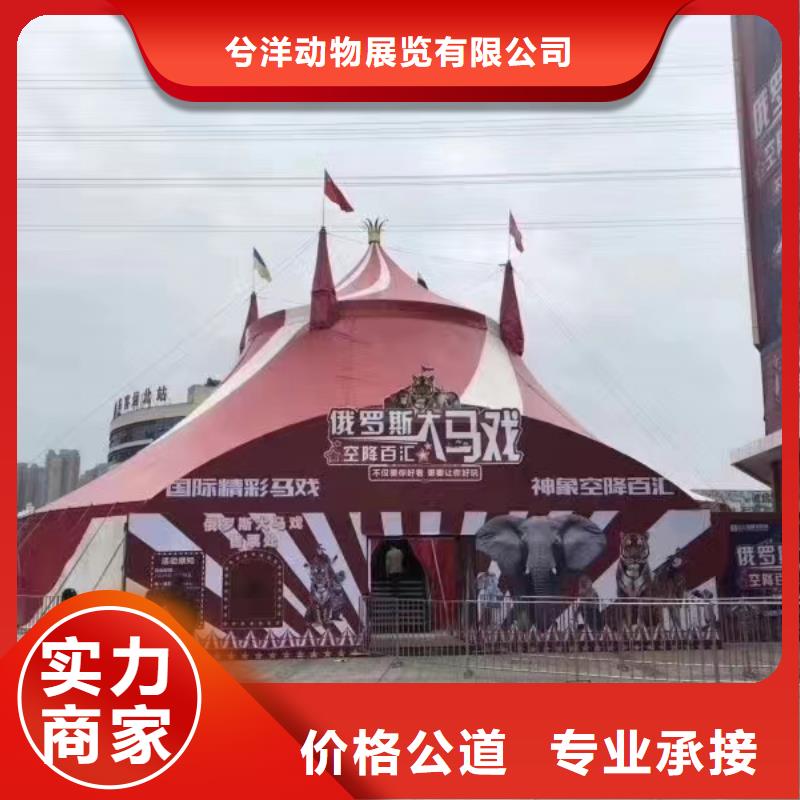 马戏团/羊驼_出租企鹅效果满意为止