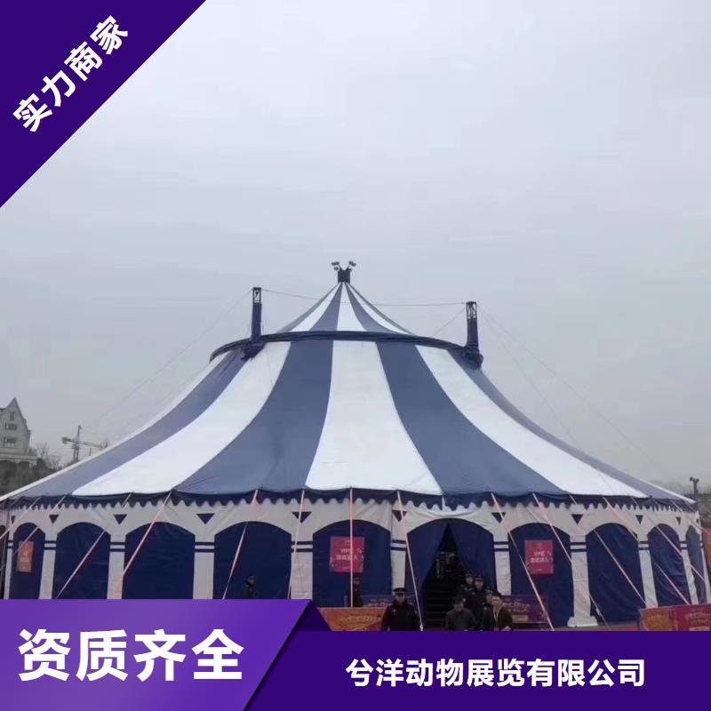 【马戏团/羊驼动物表演2025公司精心】
