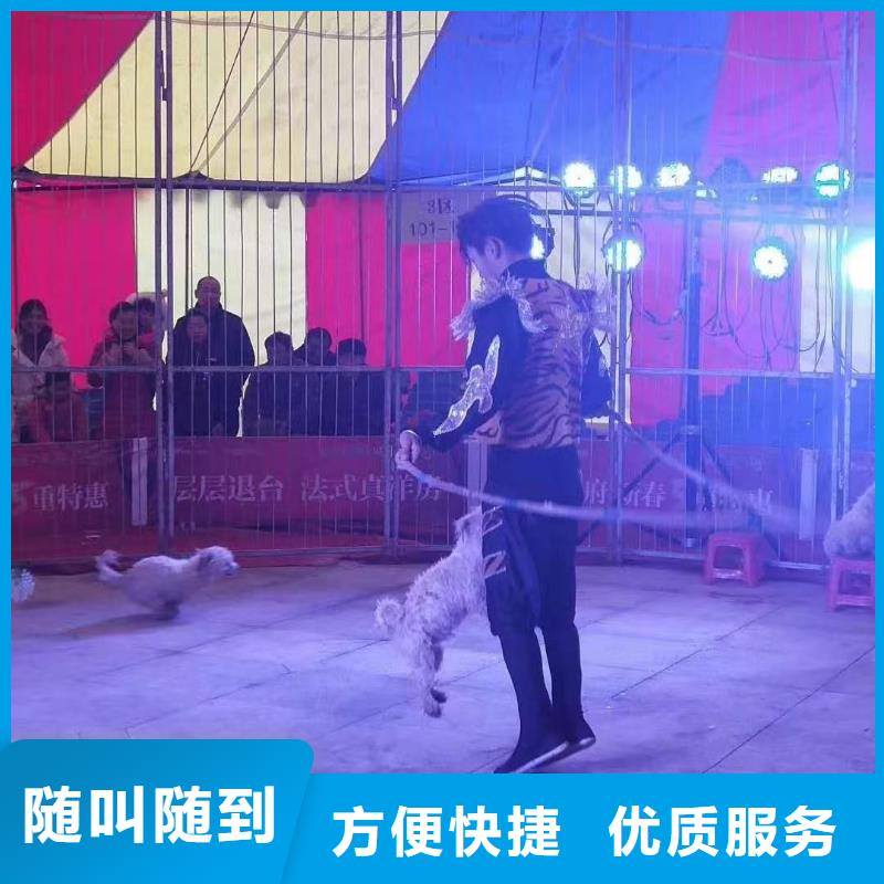 马戏团/羊驼环球飞车表演出租欢迎合作