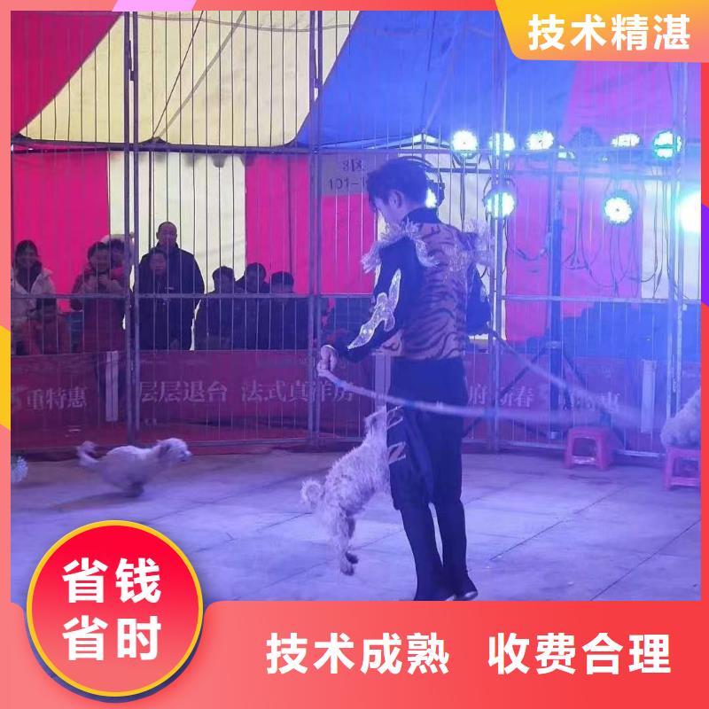 马戏团/羊驼,羊驼出租案例丰富