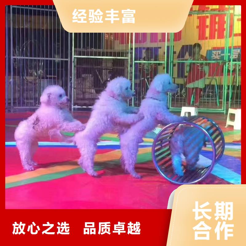 马戏团/羊驼海狮表演出租一站搞定