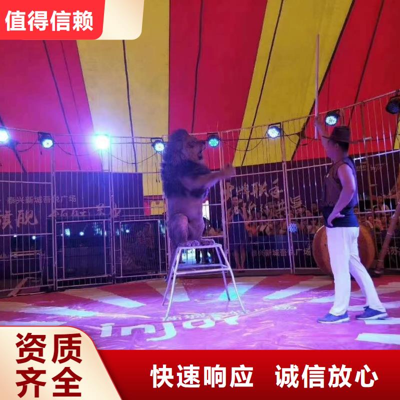 马戏团/羊驼-观赏性羊驼租赁比同行便宜