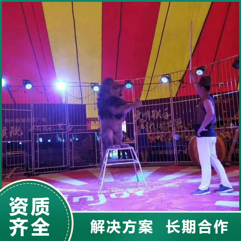 马戏团/羊驼动物表演多年经验