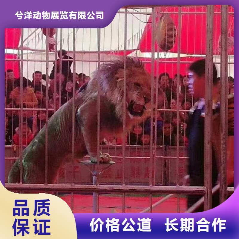 马戏团/羊驼,羊驼出租案例丰富
