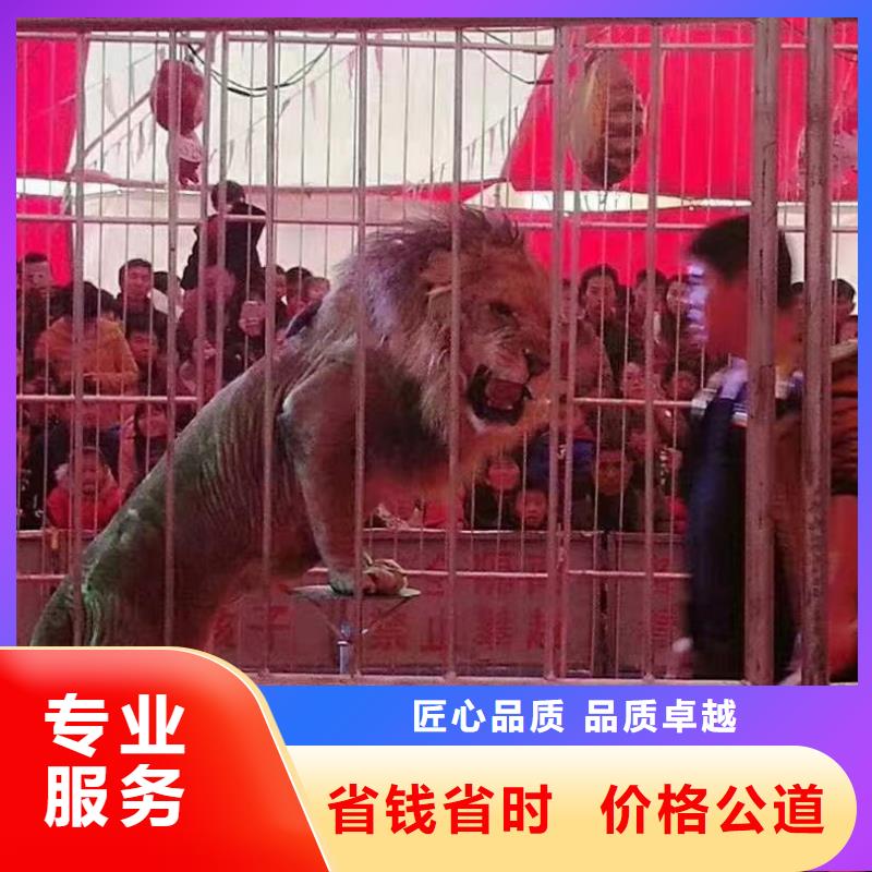 马戏团/羊驼海狮表演出租承接