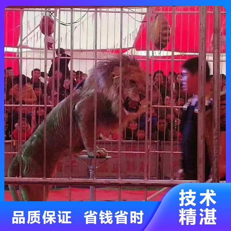 【马戏团/羊驼】 海洋展租赁匠心品质