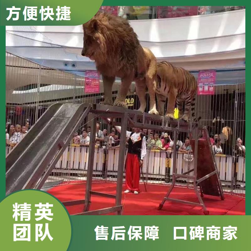 马戏团/羊驼马戏团表演一站式服务
