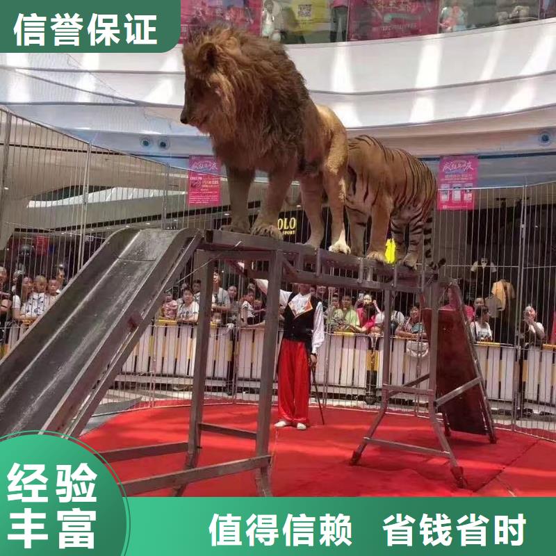 【马戏团/羊驼】海狮表演出租专业|出租羊驼-兮洋动物展览(乐山市分公司)