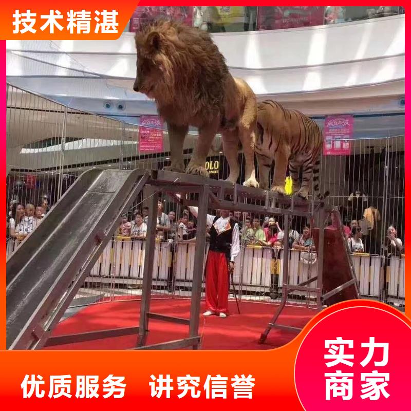 马戏团/羊驼,海洋展租赁优质服务