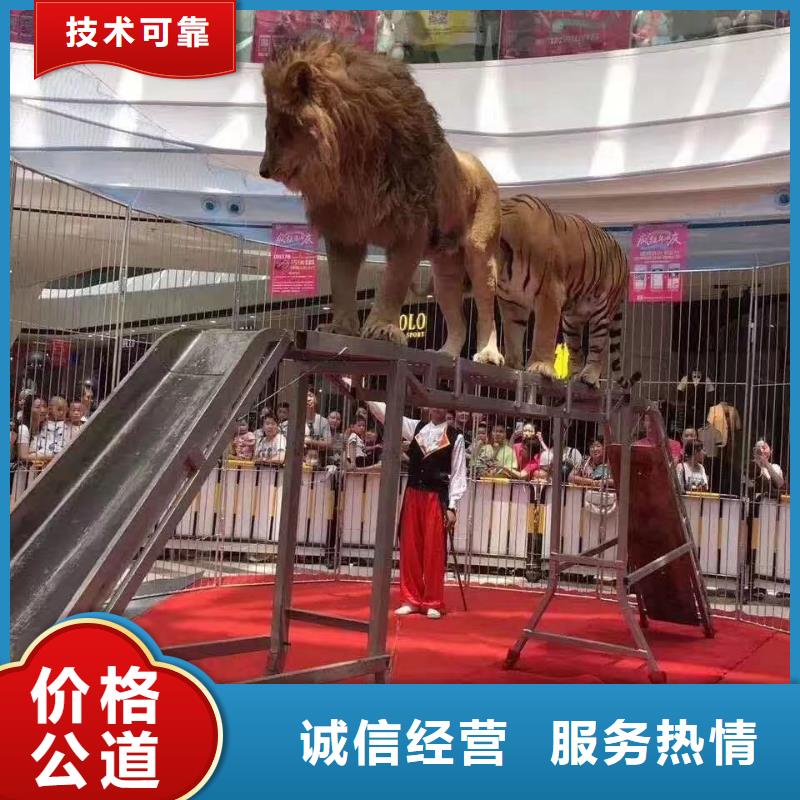马戏团/羊驼环球飞车表演出租价格低于同行
