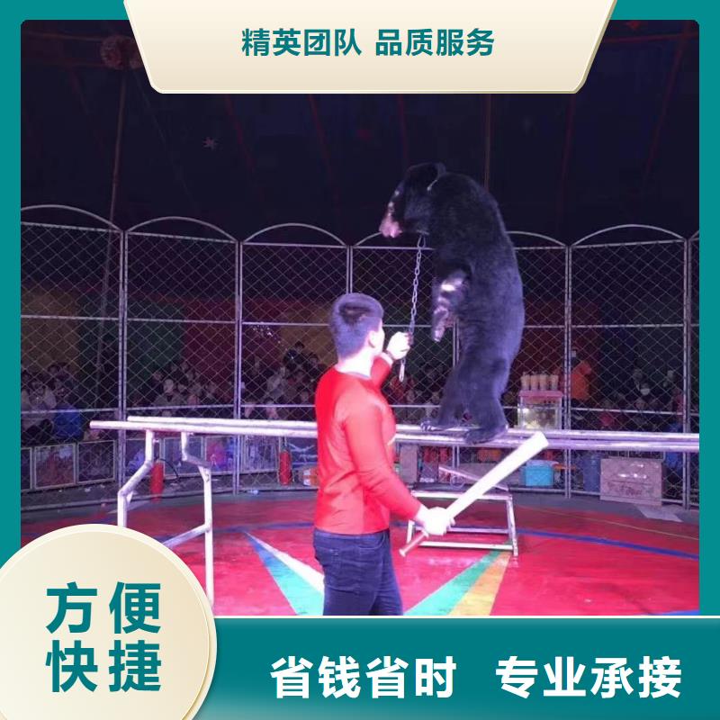 马戏团/羊驼,出租表演羊驼效果满意为止