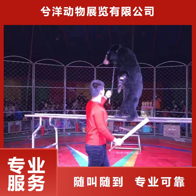马戏团/羊驼-观赏性羊驼租赁比同行便宜