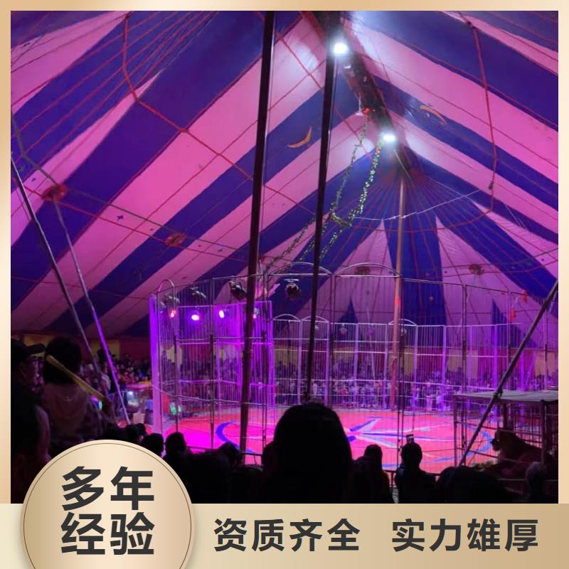马戏团/羊驼_表演羊驼租赁先进的技术