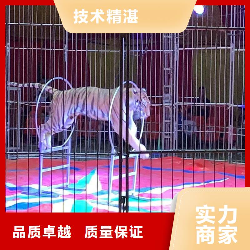马戏团/羊驼,出租马戏团表演注重质量