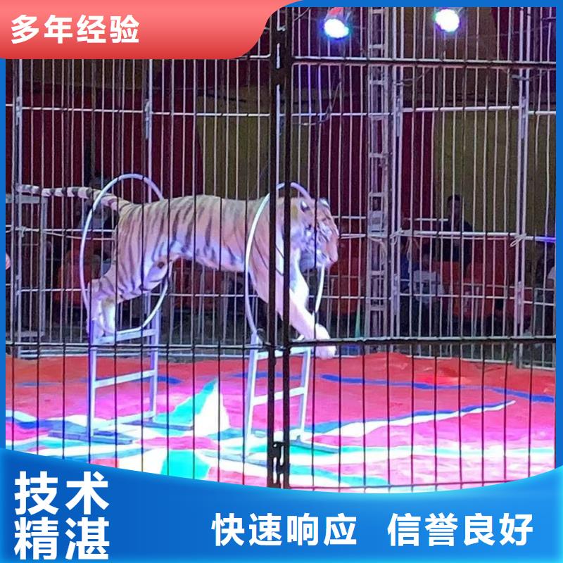 马戏团/羊驼,海洋展租赁优质服务