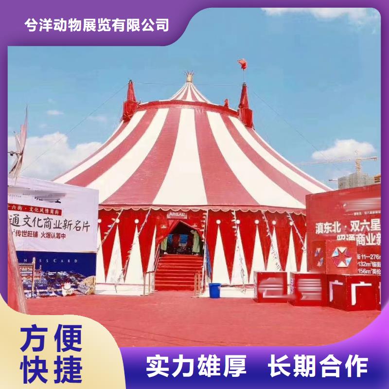 马戏团/羊驼马戏表演良好口碑