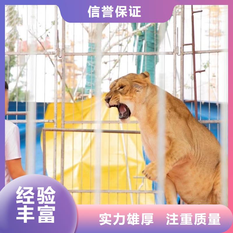 马戏团/羊驼驯兽表演解决方案