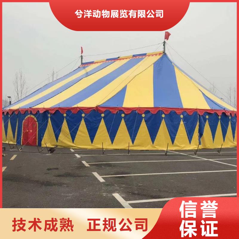 马戏团/羊驼_草泥马羊驼租赁售后保障