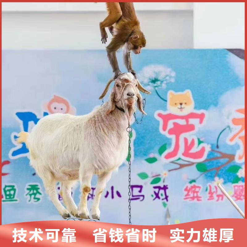 马戏团/羊驼海狮表演出租一站搞定