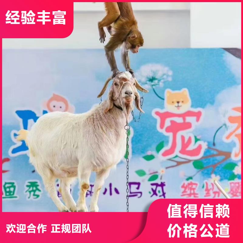 马戏团/羊驼羊驼出租讲究信誉