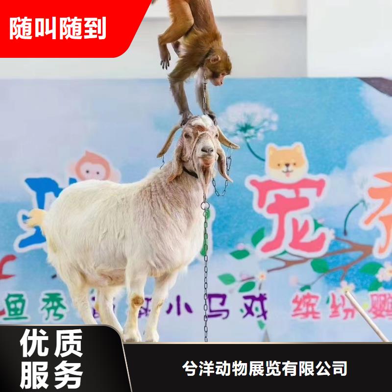 马戏团/羊驼-【企鹅租赁】品质优