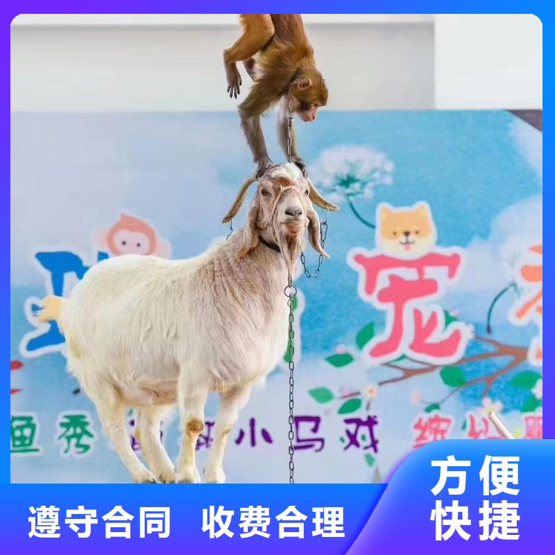马戏团/羊驼,海狮表演出租随叫随到