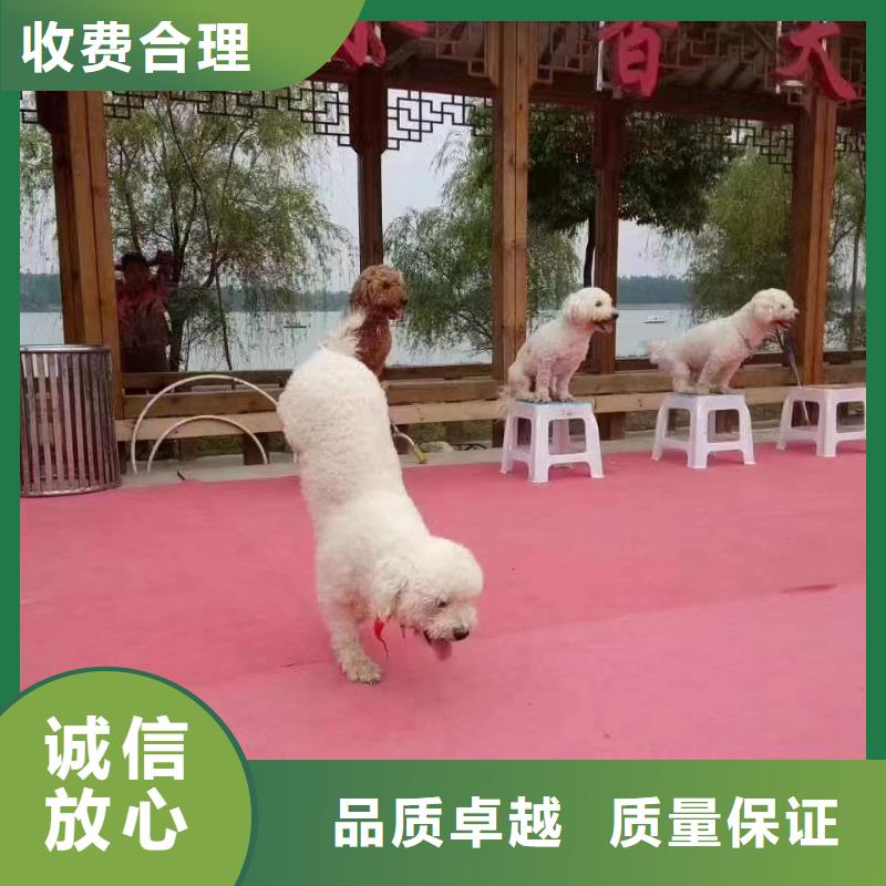 马戏团/羊驼,海狮表演出租随叫随到