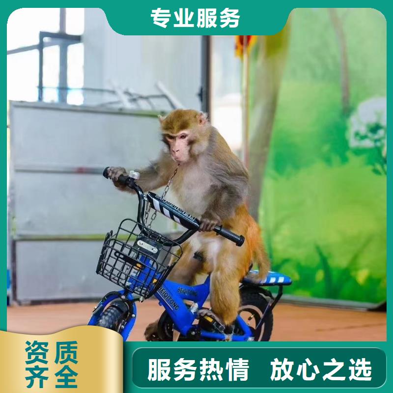 马戏团/羊驼马戏表演良好口碑