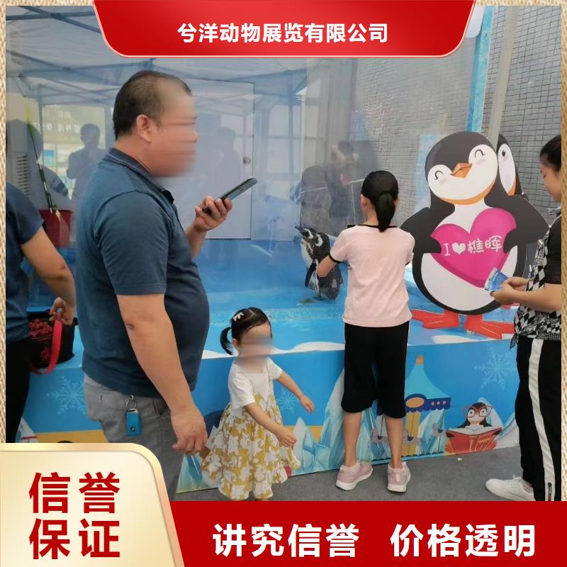 海洋主题动物表演-海狮表演出租高性价比