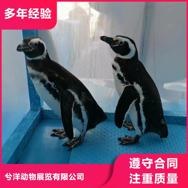 海洋主题动物表演【出租表演萌宠】服务周到