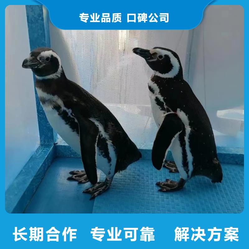 海洋主题动物表演_【海狮表演租赁】一对一服务