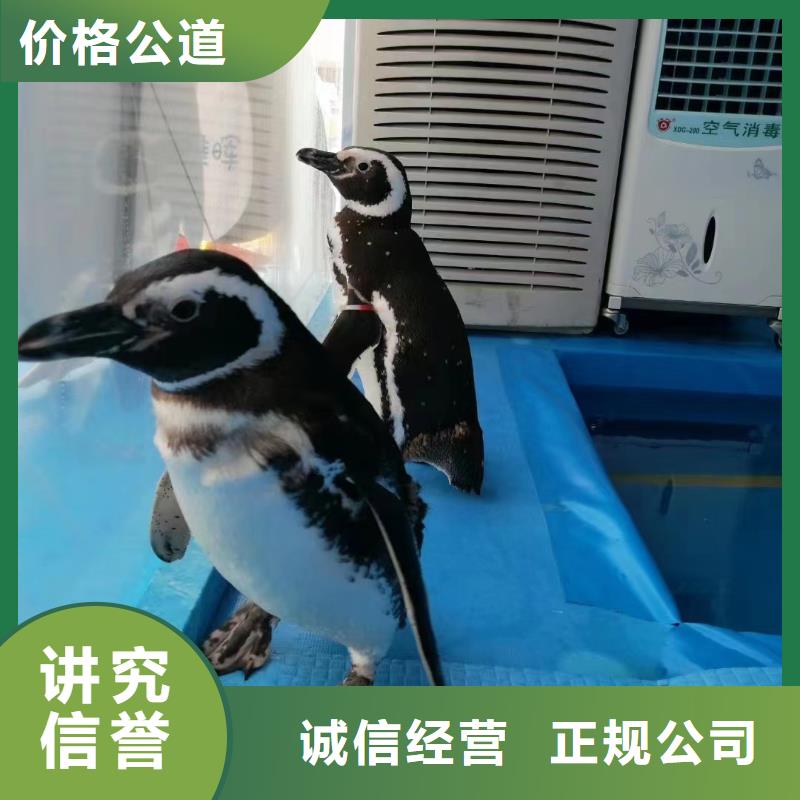 海洋主题动物表演出租表演海狮良好口碑