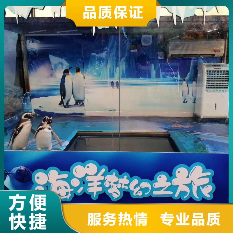 海洋主题动物表演_表演羊驼租赁放心之选