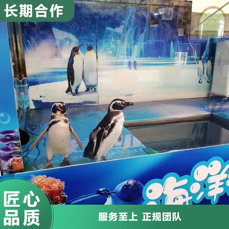 【海洋主题动物表演】表演羊驼租赁一站式服务