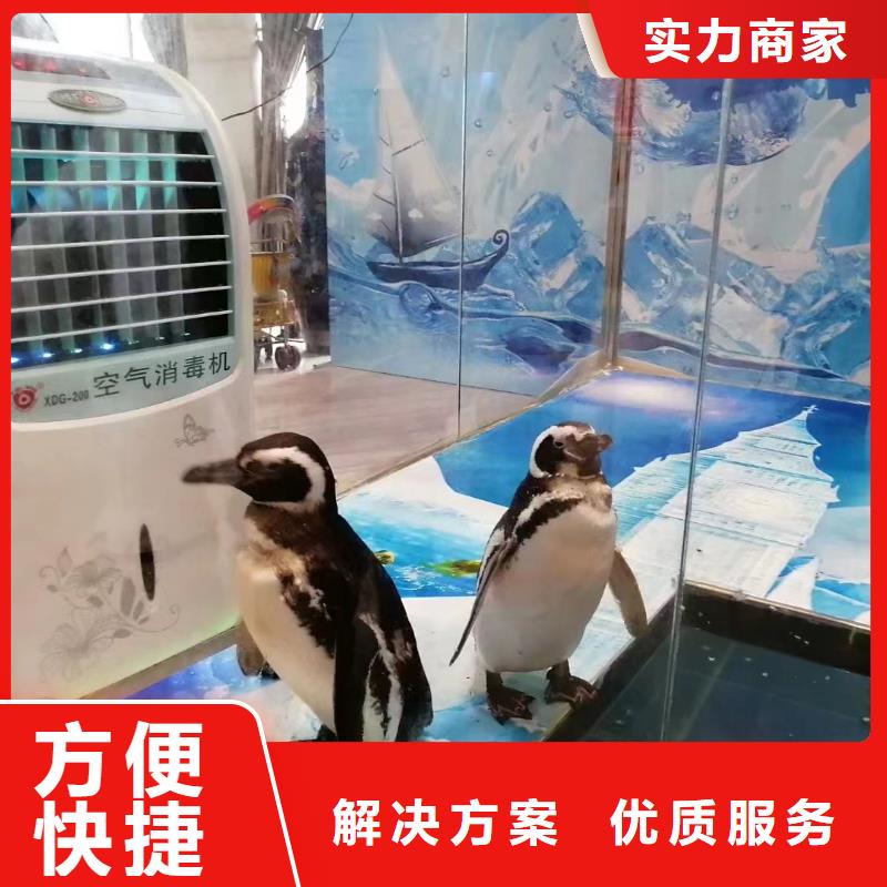 海洋主题动物表演,【海狮表演出租】价格美丽