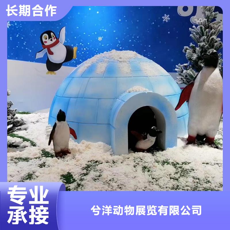 海洋主题动物表演杂耍演出资质齐全
