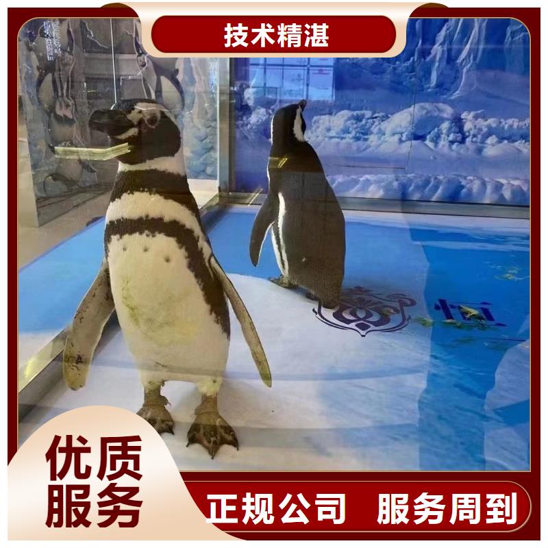 海洋主题动物表演_景区杂技表演公司