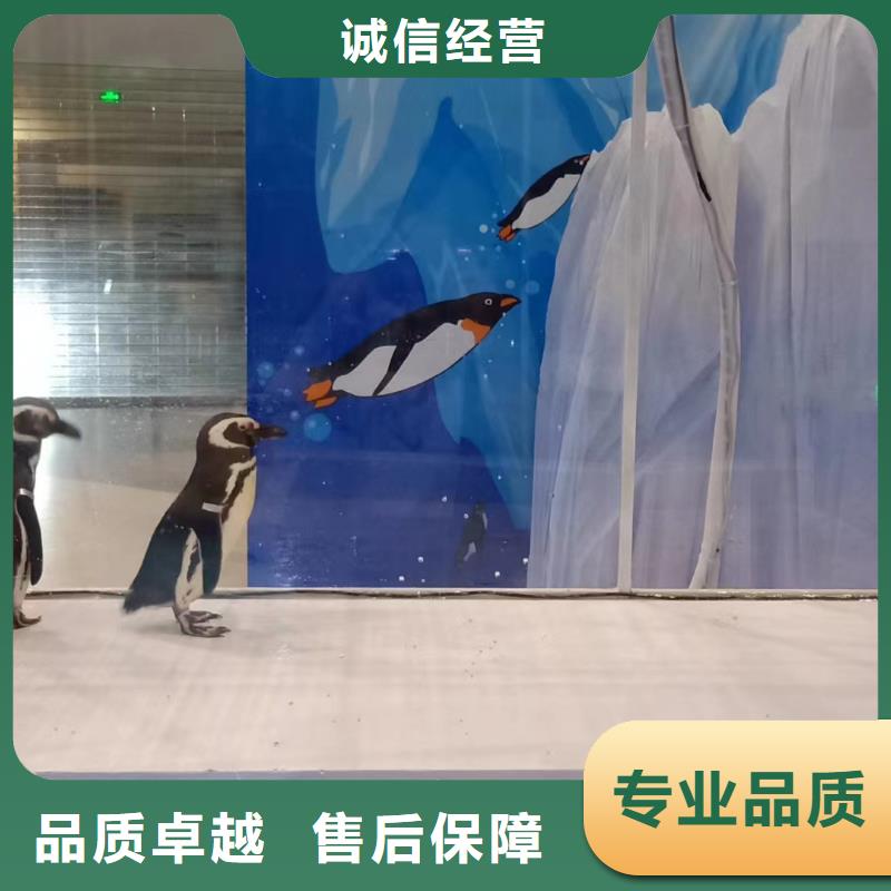 【海洋主题动物表演】企鹅出租技术可靠