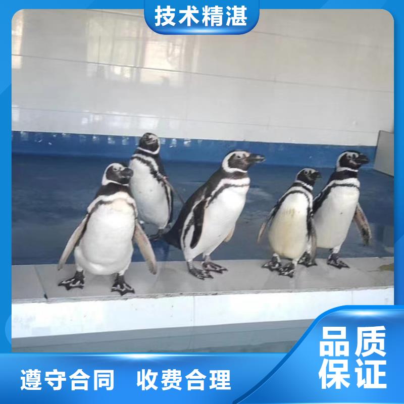 海洋主题动物表演出租海狮表演欢迎合作