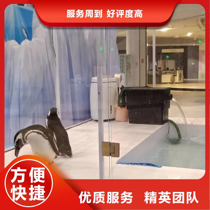海洋主题动物表演出租羊驼承接