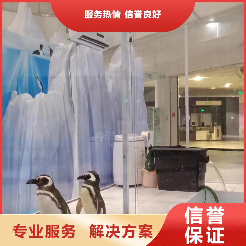 海洋主题动物表演,海狮演出经验丰富