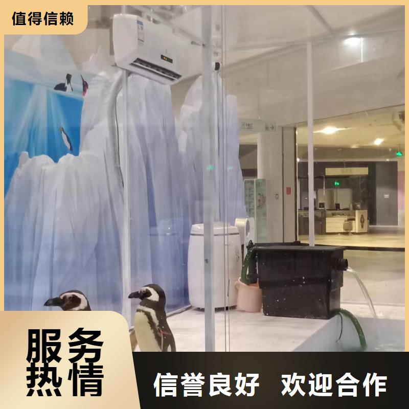 海洋主题动物表演_企鹅租赁从业经验丰富