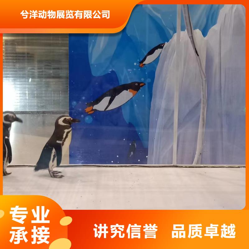 美人鱼表演出租暖场活动