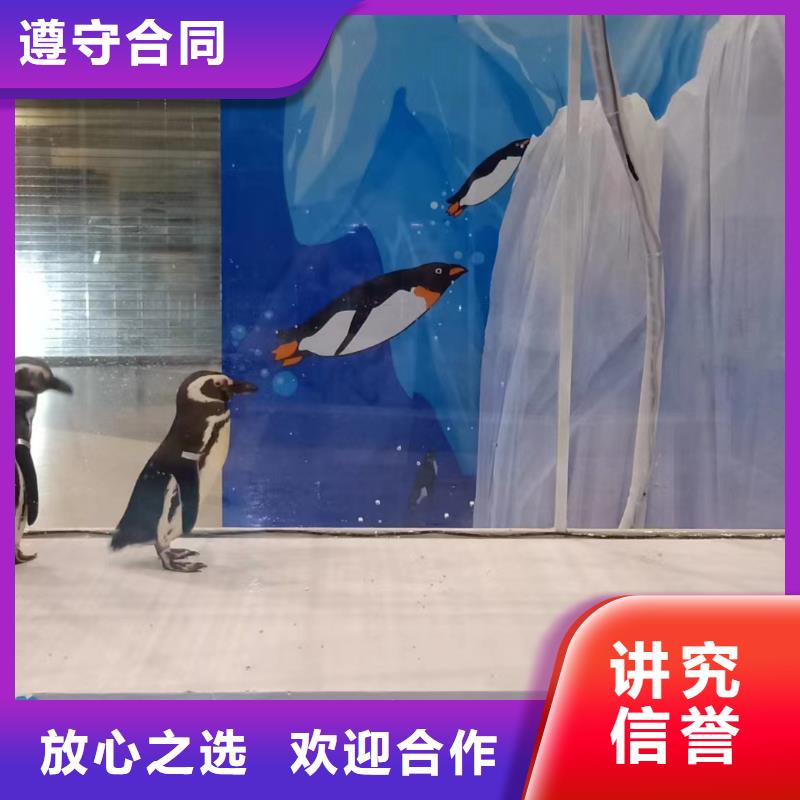 遵守合同【海洋主题动物表演-海狮表演出租实力商家】