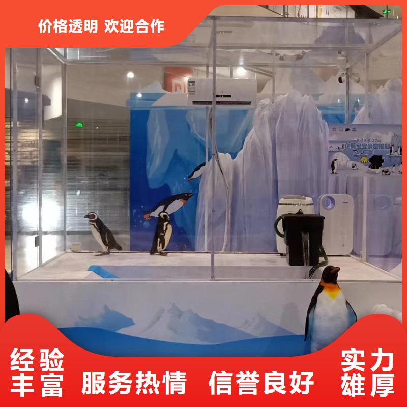 海洋主题动物表演海狮表演出租快速响应