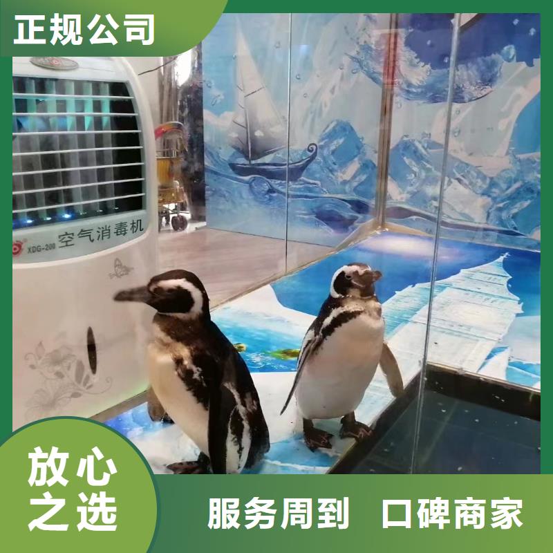 海洋主题动物表演,海狮表演出租专业团队